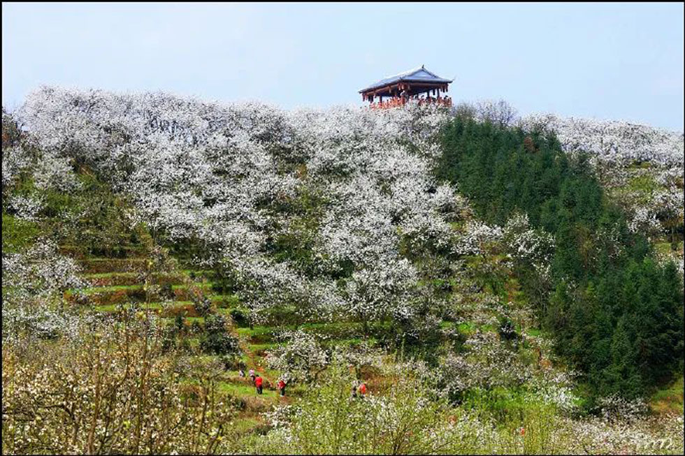 【春天，广西桂林灌阳县向您发出邀请！】我们在灌阳看梨花 - 游山玩水 - 北海生活社区 - 北海28生活网 bh.28life.net
