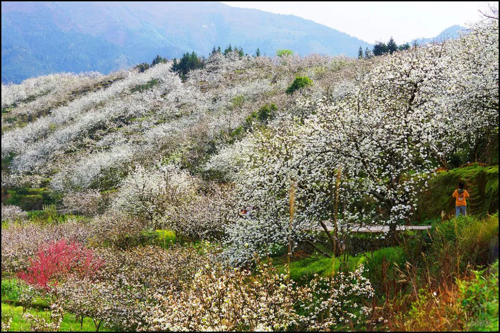 【春天，广西桂林灌阳县向您发出邀请！】我们在灌阳看梨花 - 游山玩水 - 北海生活社区 - 北海28生活网 bh.28life.net