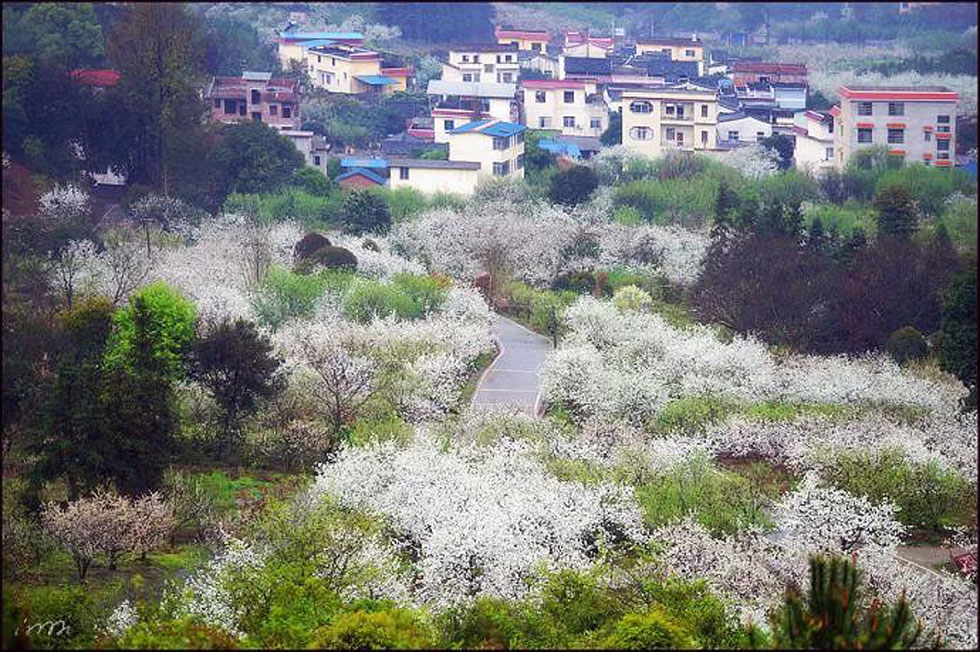【春天，广西桂林灌阳县向您发出邀请！】我们在灌阳看梨花 - 游山玩水 - 北海生活社区 - 北海28生活网 bh.28life.net