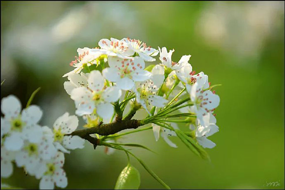 【春天，广西桂林灌阳县向您发出邀请！】我们在灌阳看梨花 - 游山玩水 - 北海生活社区 - 北海28生活网 bh.28life.net