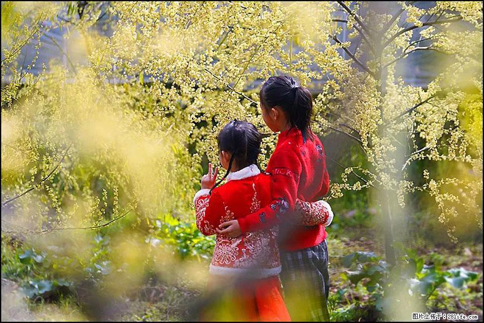 【春天，广西桂林灌阳县向您发出邀请！】米珠山前有片山苍子花在飘香 - 游山玩水 - 北海生活社区 - 北海28生活网 bh.28life.net