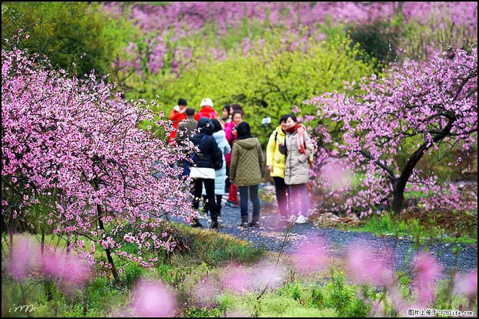 【春天，广西桂林灌阳县向您发出邀请！】官庄村有个醉美的桃花园 - 游山玩水 - 北海生活社区 - 北海28生活网 bh.28life.net