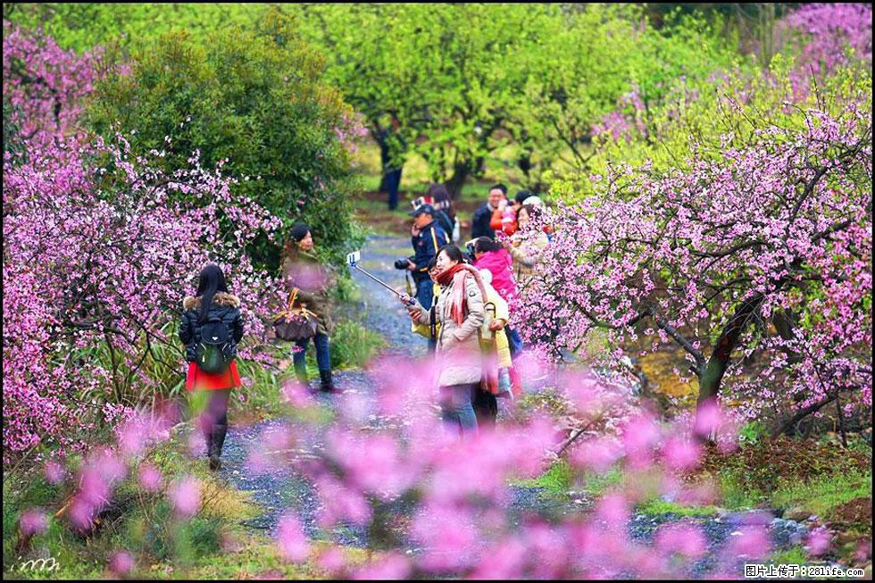【春天，广西桂林灌阳县向您发出邀请！】官庄村有个醉美的桃花园 - 游山玩水 - 北海生活社区 - 北海28生活网 bh.28life.net