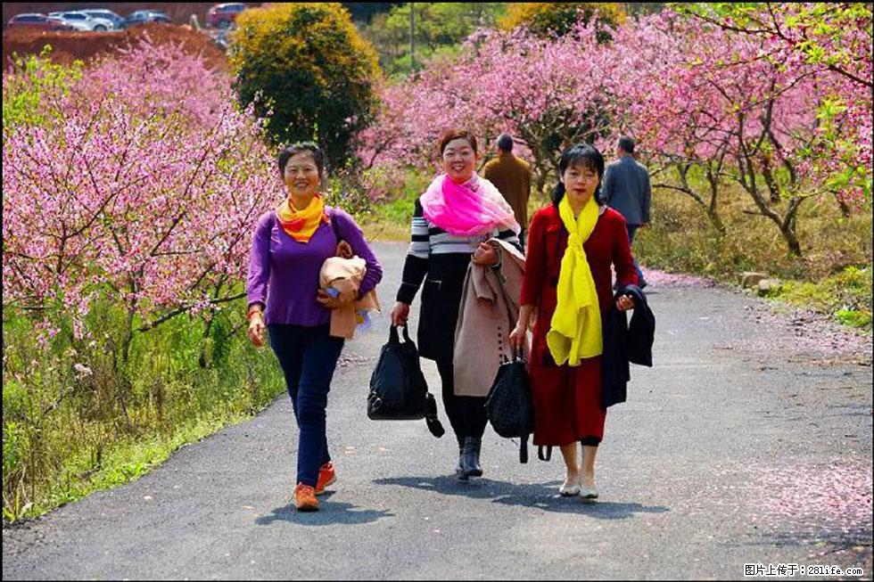 【春天，广西桂林灌阳县向您发出邀请！】官庄村有个醉美的桃花园 - 游山玩水 - 北海生活社区 - 北海28生活网 bh.28life.net