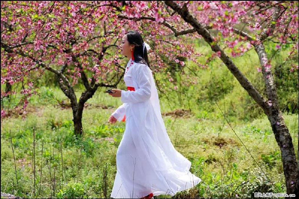 【春天，广西桂林灌阳县向您发出邀请！】官庄村有个醉美的桃花园 - 游山玩水 - 北海生活社区 - 北海28生活网 bh.28life.net