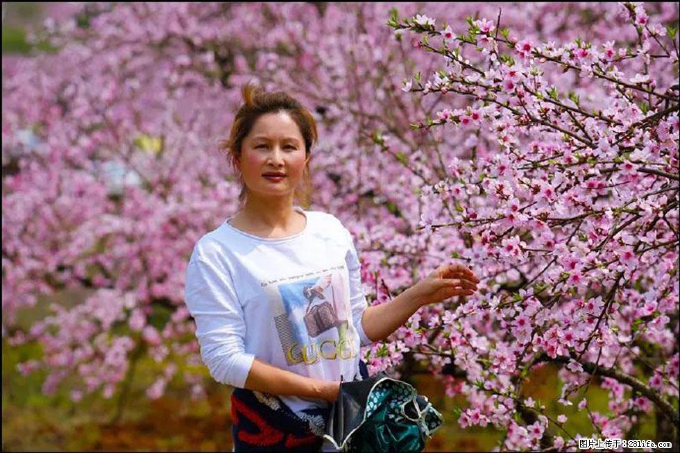 【春天，广西桂林灌阳县向您发出邀请！】官庄村有个醉美的桃花园 - 游山玩水 - 北海生活社区 - 北海28生活网 bh.28life.net