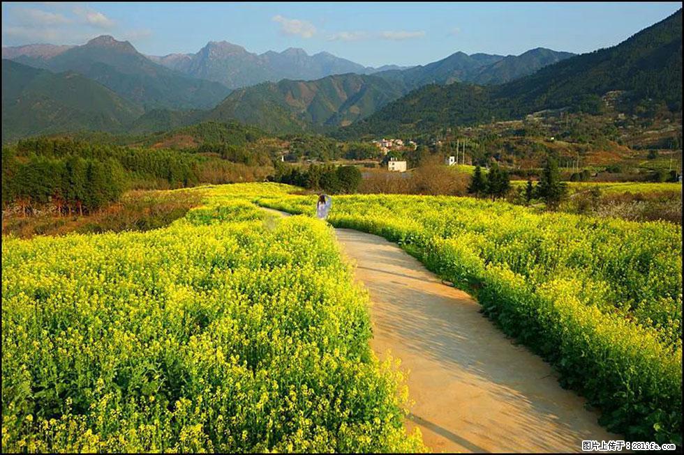 【春天,广西桂林灌阳县向您发出邀请!】长坪村油菜盛情花开 - 游山玩水 - 北海生活社区 - 北海28生活网 bh.28life.net