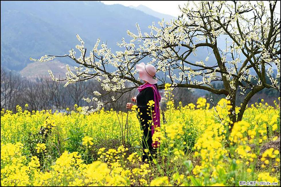 【春天,广西桂林灌阳县向您发出邀请!】长坪村油菜盛情花开 - 游山玩水 - 北海生活社区 - 北海28生活网 bh.28life.net