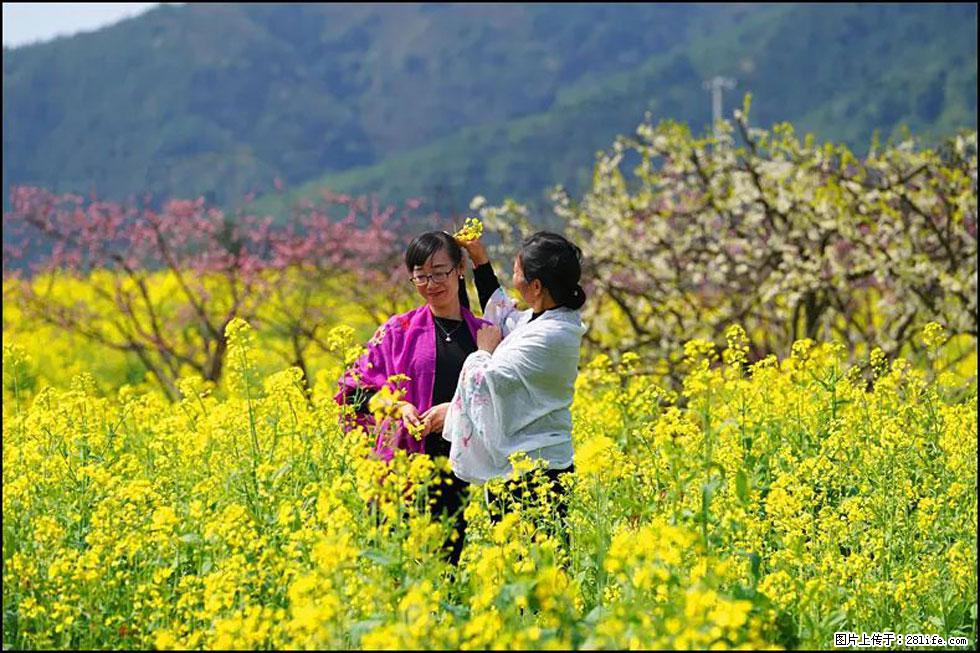【春天,广西桂林灌阳县向您发出邀请!】长坪村油菜盛情花开 - 游山玩水 - 北海生活社区 - 北海28生活网 bh.28life.net
