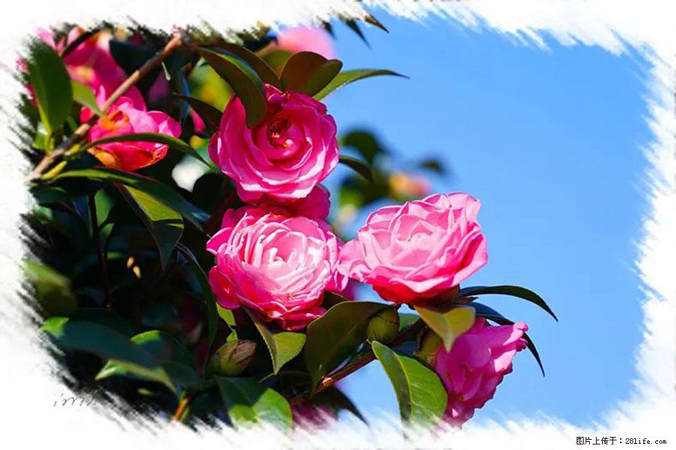 【春天，广西桂林灌阳县向您发出邀请！】杨柳井茶花惹人爱 - 游山玩水 - 北海生活社区 - 北海28生活网 bh.28life.net