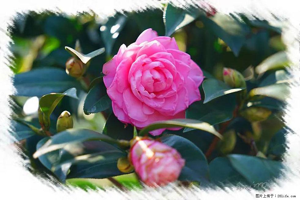 【春天，广西桂林灌阳县向您发出邀请！】杨柳井茶花惹人爱 - 游山玩水 - 北海生活社区 - 北海28生活网 bh.28life.net
