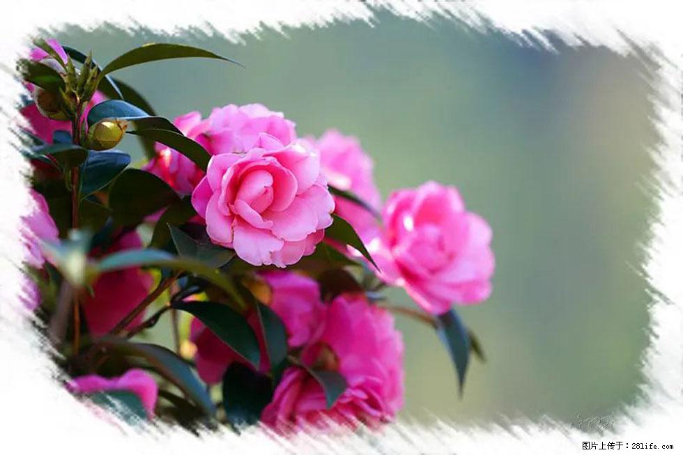 【春天，广西桂林灌阳县向您发出邀请！】杨柳井茶花惹人爱 - 游山玩水 - 北海生活社区 - 北海28生活网 bh.28life.net