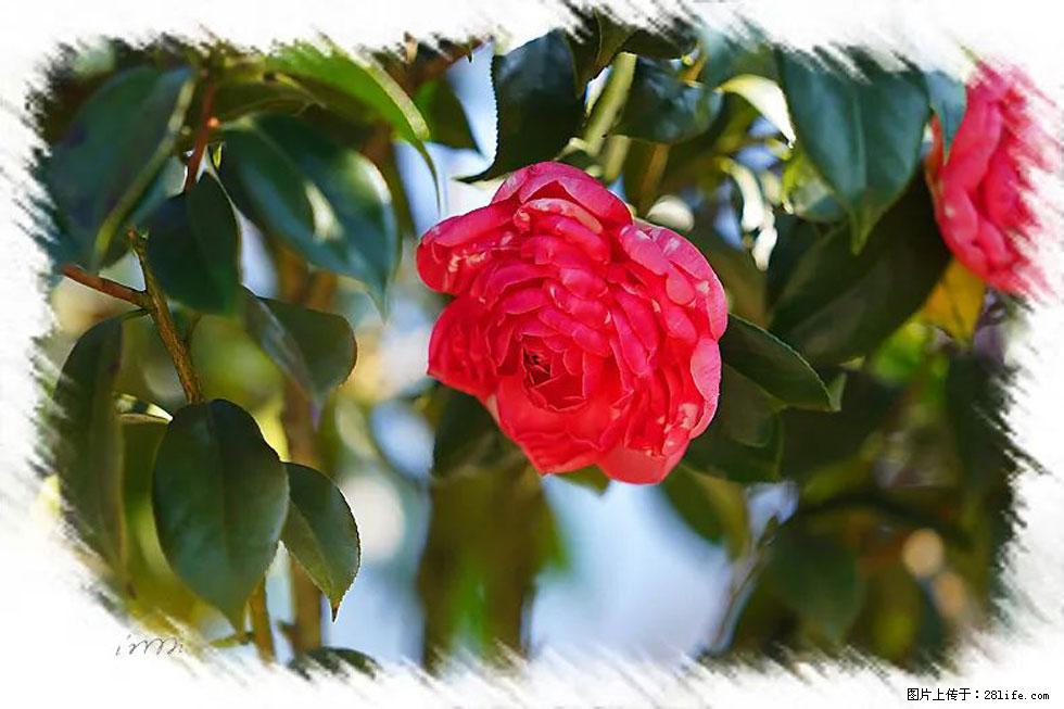【春天，广西桂林灌阳县向您发出邀请！】杨柳井茶花惹人爱 - 游山玩水 - 北海生活社区 - 北海28生活网 bh.28life.net