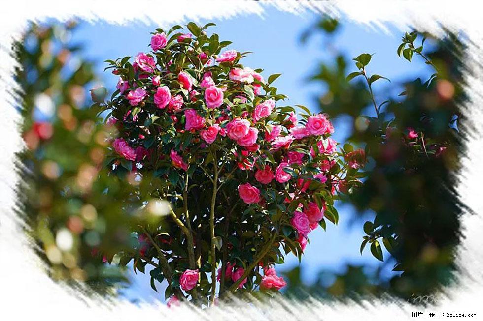 【春天，广西桂林灌阳县向您发出邀请！】杨柳井茶花惹人爱 - 游山玩水 - 北海生活社区 - 北海28生活网 bh.28life.net
