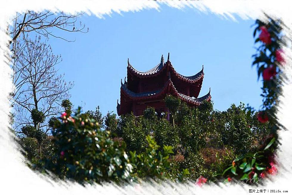 【春天，广西桂林灌阳县向您发出邀请！】杨柳井茶花惹人爱 - 游山玩水 - 北海生活社区 - 北海28生活网 bh.28life.net