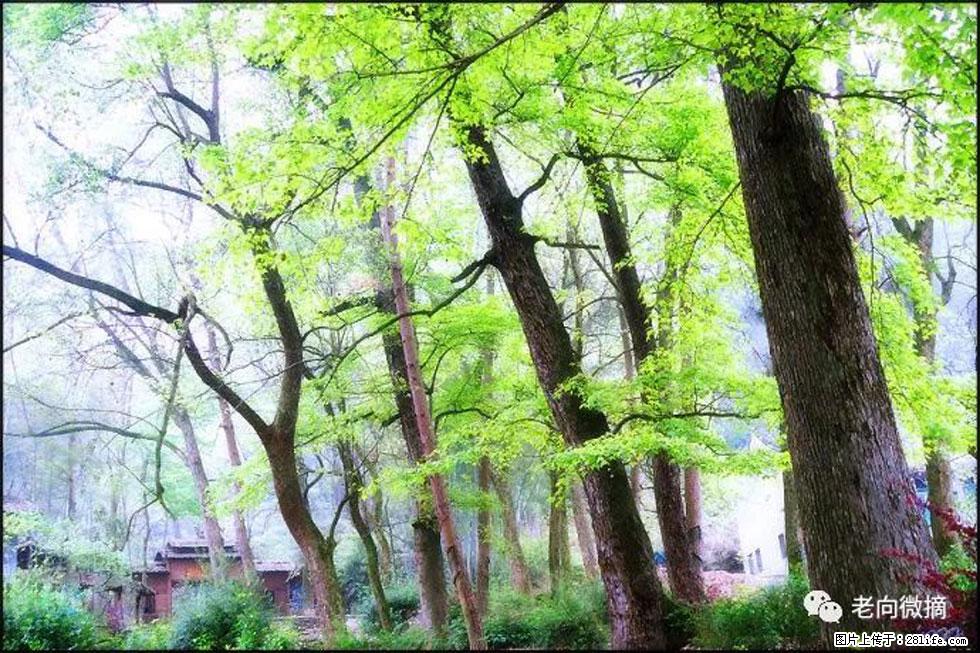 【春天，广西桂林灌阳县向您发出邀请！】在小龙村与春天约会 - 游山玩水 - 北海生活社区 - 北海28生活网 bh.28life.net