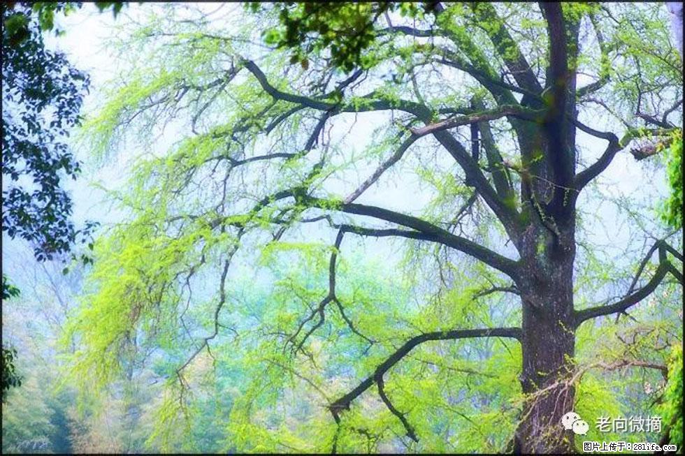 【春天，广西桂林灌阳县向您发出邀请！】在小龙村与春天约会 - 游山玩水 - 北海生活社区 - 北海28生活网 bh.28life.net