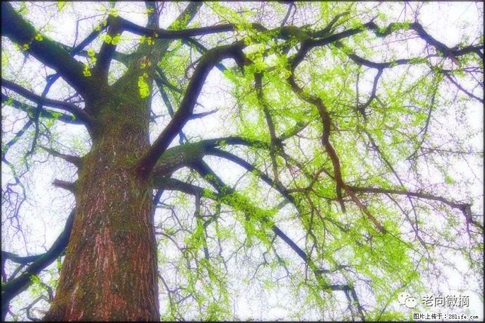 【春天，广西桂林灌阳县向您发出邀请！】在小龙村与春天约会 - 游山玩水 - 北海生活社区 - 北海28生活网 bh.28life.net