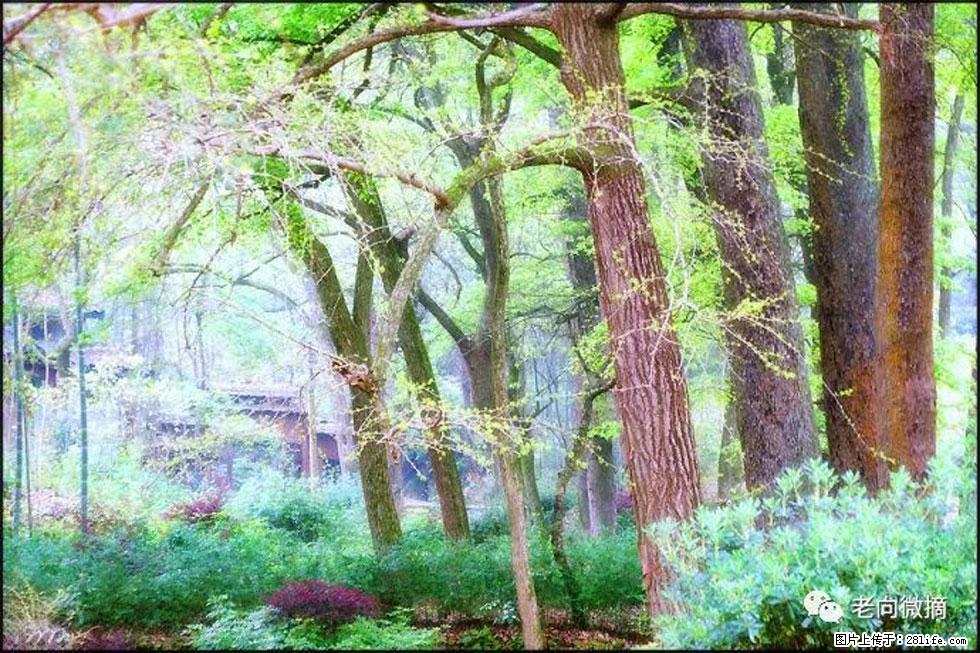 【春天，广西桂林灌阳县向您发出邀请！】在小龙村与春天约会 - 游山玩水 - 北海生活社区 - 北海28生活网 bh.28life.net