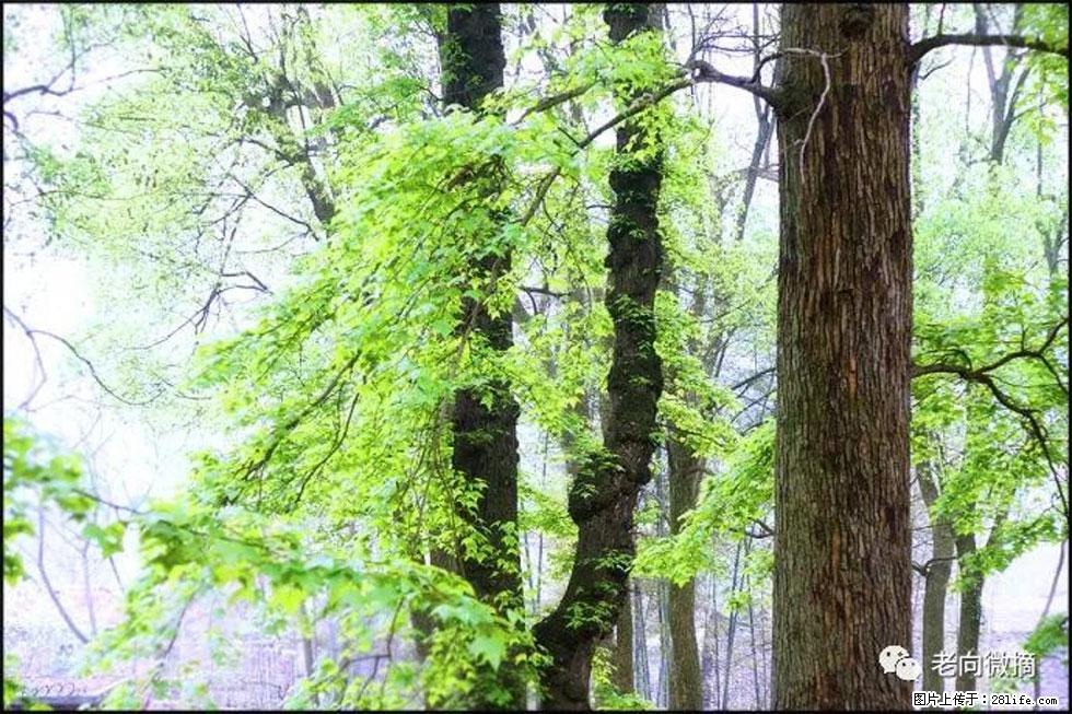 【春天，广西桂林灌阳县向您发出邀请！】在小龙村与春天约会 - 游山玩水 - 北海生活社区 - 北海28生活网 bh.28life.net