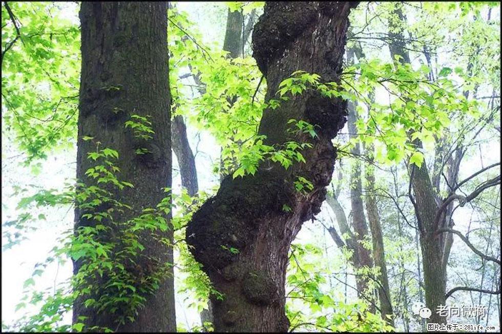【春天，广西桂林灌阳县向您发出邀请！】在小龙村与春天约会 - 游山玩水 - 北海生活社区 - 北海28生活网 bh.28life.net