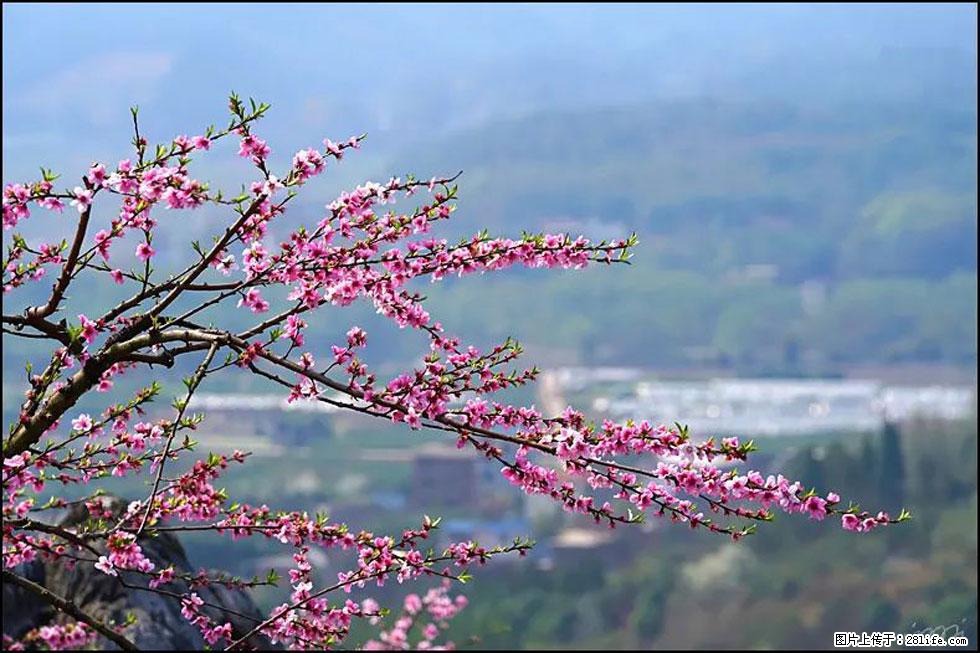 【春天，广西桂林灌阳县向您发出邀请！】望月岭上桃花开 - 游山玩水 - 北海生活社区 - 北海28生活网 bh.28life.net