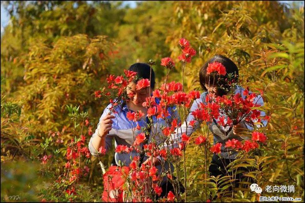 【春天，广西桂林灌阳县向您发出邀请！】登麒麟山，相约映山红 - 游山玩水 - 北海生活社区 - 北海28生活网 bh.28life.net