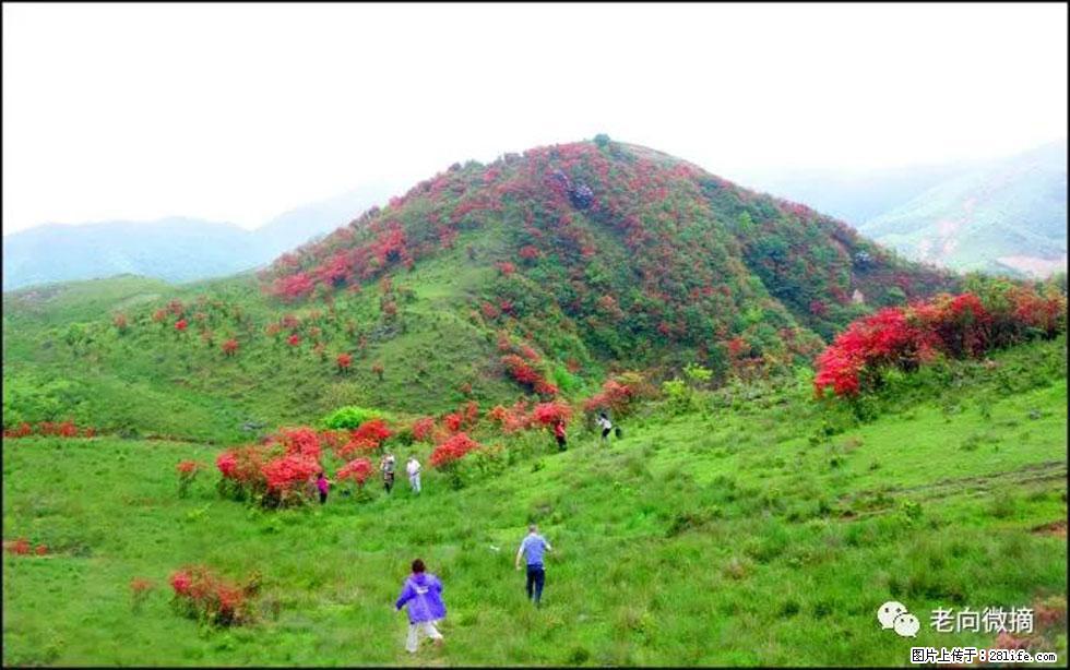 【春天，广西桂林灌阳县向您发出邀请！】宝盖山上映山红 - 游山玩水 - 北海生活社区 - 北海28生活网 bh.28life.net