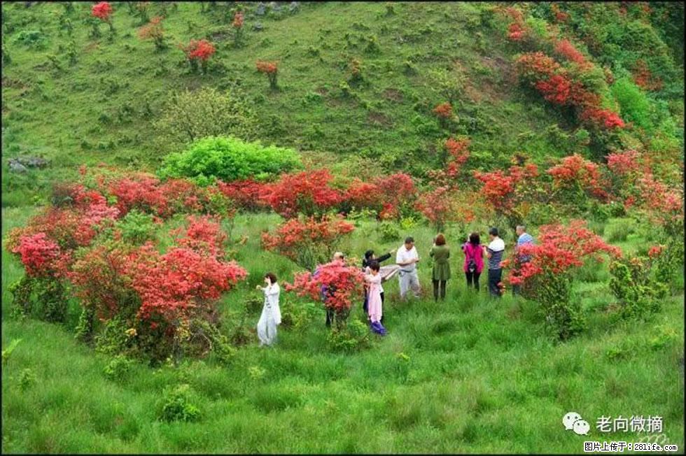 【春天，广西桂林灌阳县向您发出邀请！】宝盖山上映山红 - 游山玩水 - 北海生活社区 - 北海28生活网 bh.28life.net