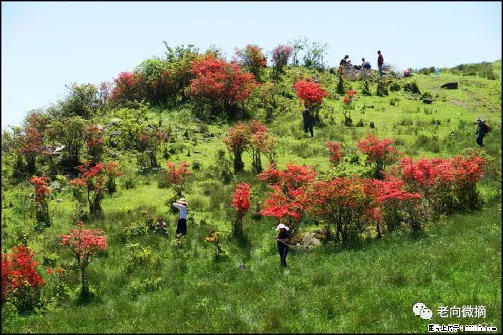 【春天，广西桂林灌阳县向您发出邀请！】宝盖山上映山红 - 游山玩水 - 北海生活社区 - 北海28生活网 bh.28life.net
