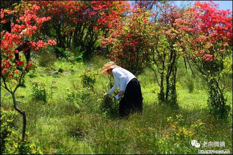 【春天，广西桂林灌阳县向您发出邀请！】宝盖山上映山红 - 游山玩水 - 北海生活社区 - 北海28生活网 bh.28life.net