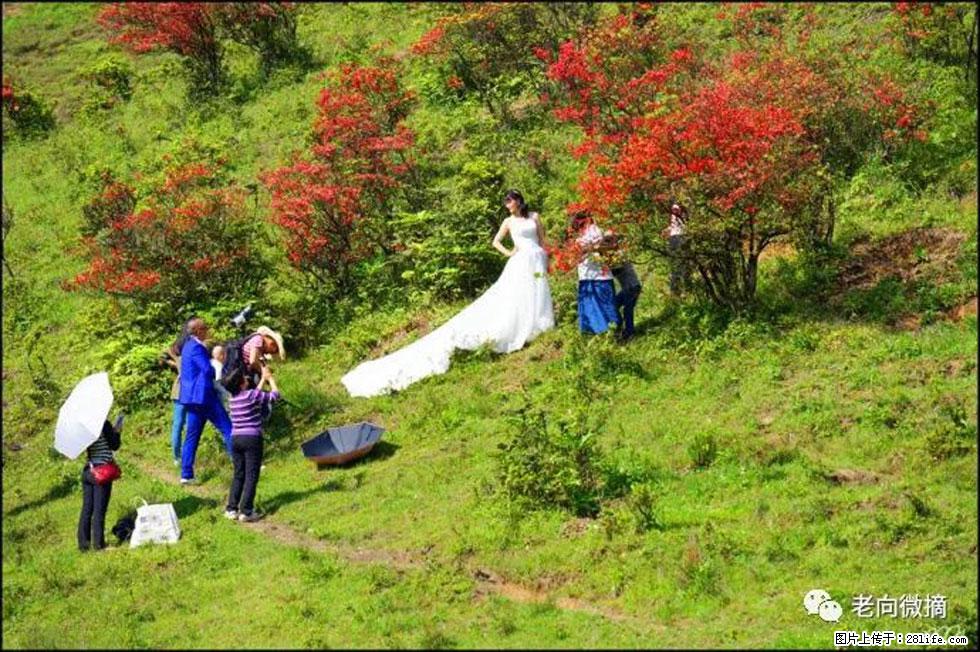【春天，广西桂林灌阳县向您发出邀请！】宝盖山上映山红 - 游山玩水 - 北海生活社区 - 北海28生活网 bh.28life.net