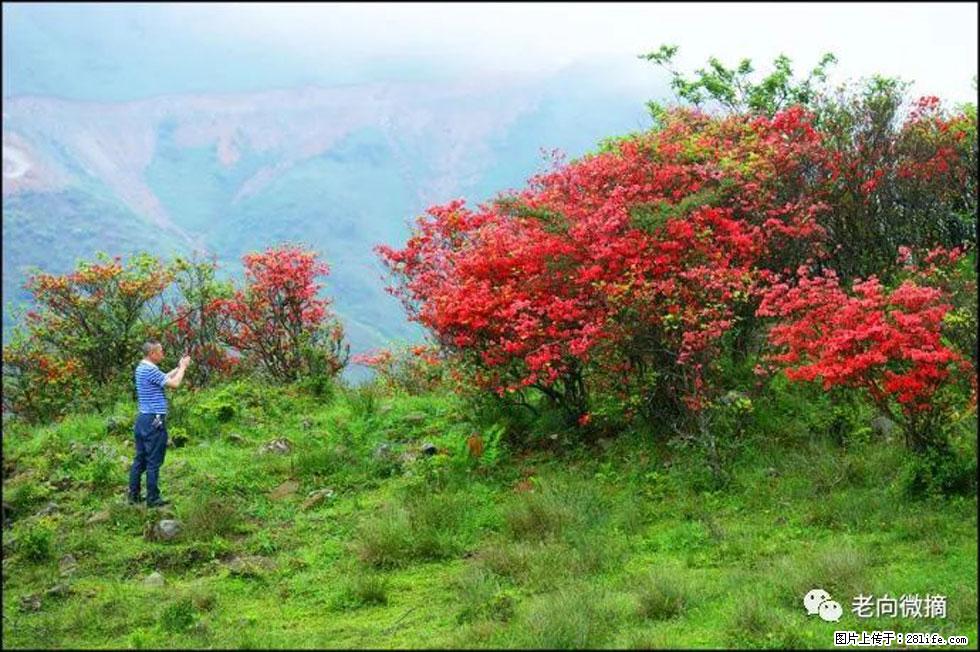 【春天，广西桂林灌阳县向您发出邀请！】宝盖山上映山红 - 游山玩水 - 北海生活社区 - 北海28生活网 bh.28life.net