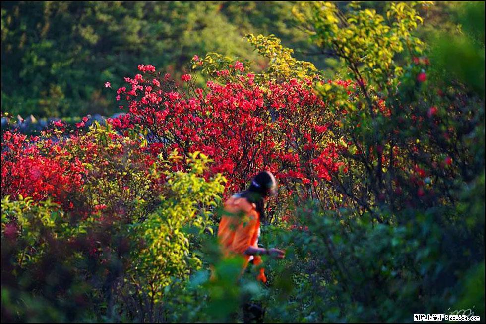 【春天，广西桂林灌阳县向您发出邀请！】春木界上映山红 - 游山玩水 - 北海生活社区 - 北海28生活网 bh.28life.net