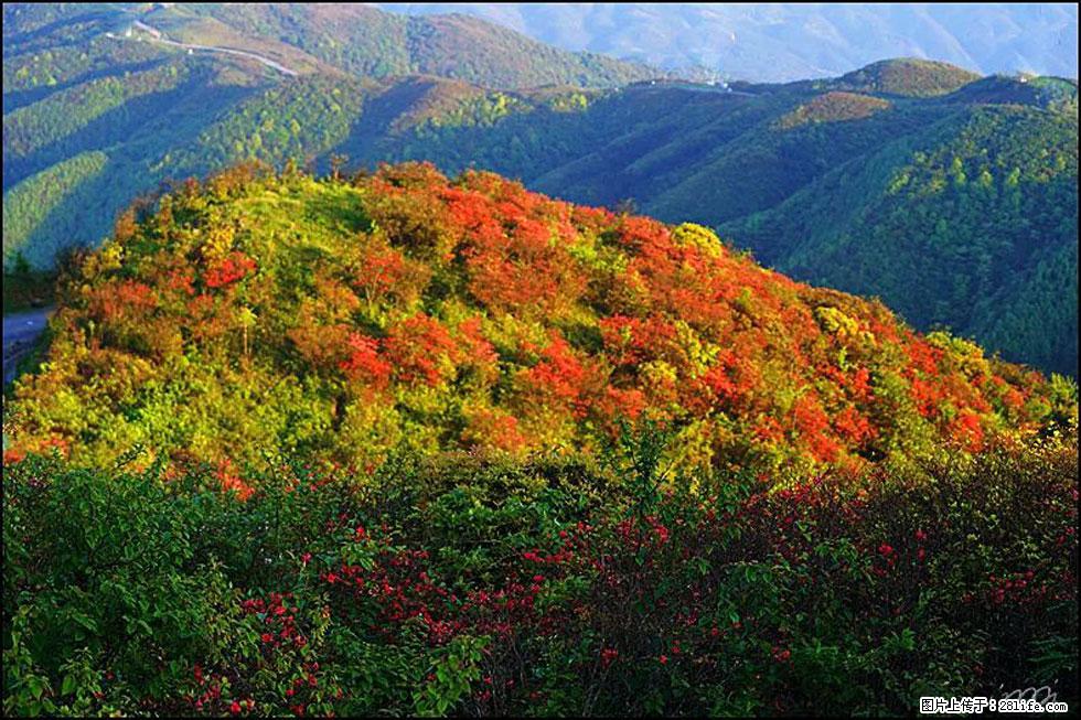 【春天，广西桂林灌阳县向您发出邀请！】春木界上映山红 - 游山玩水 - 北海生活社区 - 北海28生活网 bh.28life.net