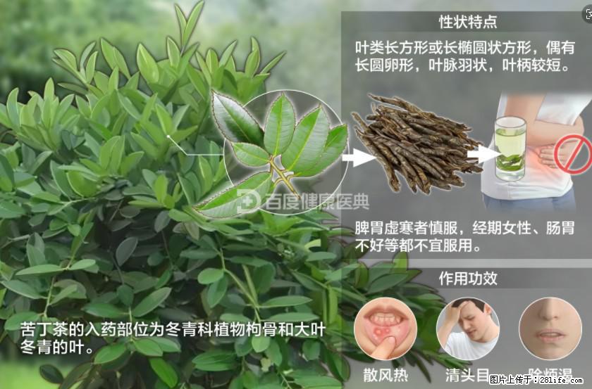 苦丁茶有哪些功效和作用 - 生活百科 - 北海生活社区 - 北海28生活网 bh.28life.net