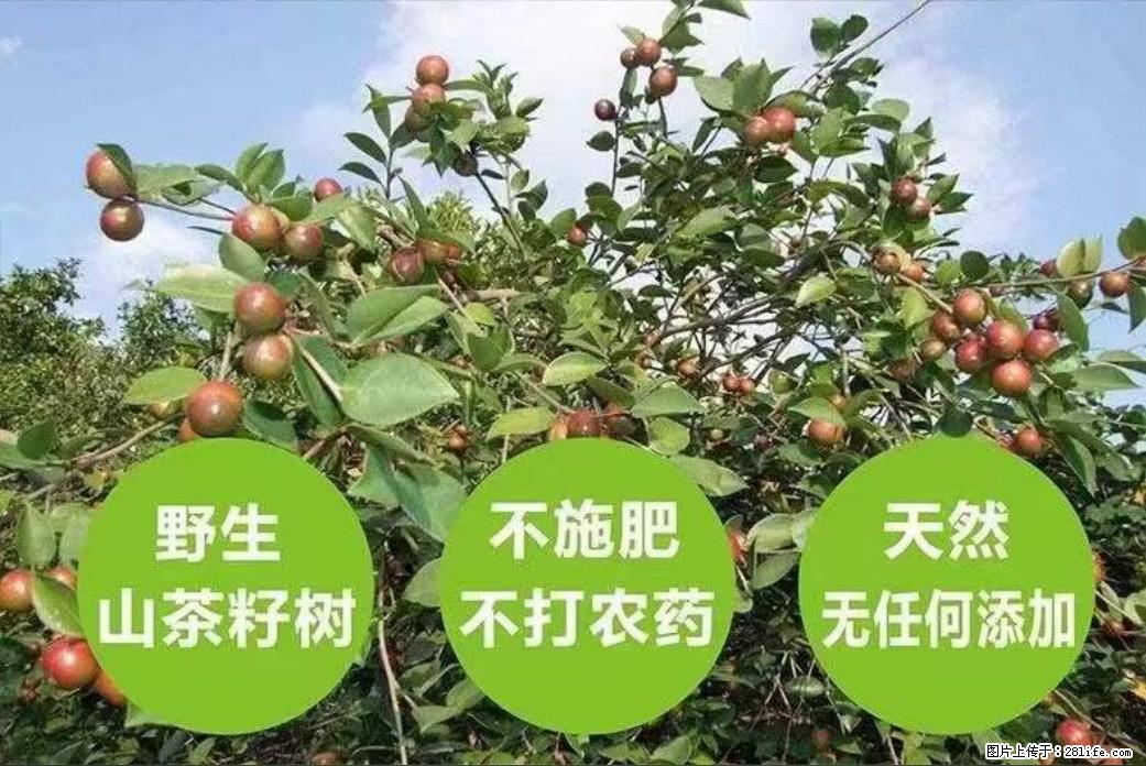 【灌阳县油茶产业示范区】一个有着充实的精神生活的人，对待身外之物自会有一种淡泊的态度 - 美食天地 - 北海生活社区 - 北海28生活网 bh.28life.net
