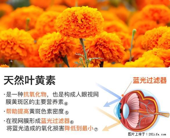 叶黄素有什么功效和作用 - 生活百科 - 北海生活社区 - 北海28生活网 bh.28life.net