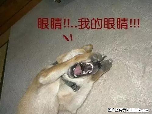 笑癫了！一女的怀孕三年未生，他终于忍不住了... - 娱乐八卦 - 北海生活社区 - 北海28生活网 bh.28life.net