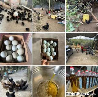油茶园从小鸡仔开始养起的纯土鸡、土鸡蛋可以预定啦！还有前几天刚榨的纯山茶油哦 - 北海28生活网 bh.28life.net