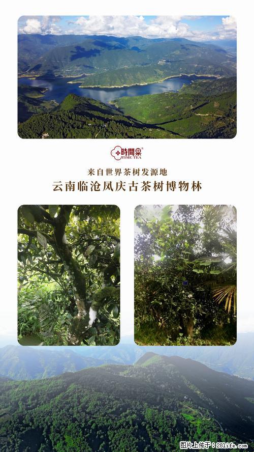 时间果百年古树2025年春红茶 - 购物交流 - 北海生活社区 - 北海28生活网 bh.28life.net