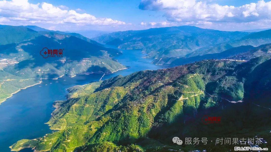 时间果百年古树龙珠普洱生茶 - 购物交流 - 北海生活社区 - 北海28生活网 bh.28life.net