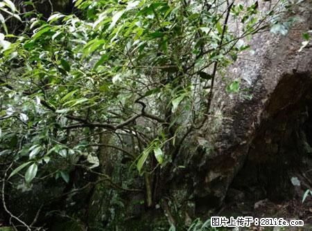 平乐石崖茶，珍贵仅次于金花茶 - 北海生活资讯 - 北海28生活网 bh.28life.net