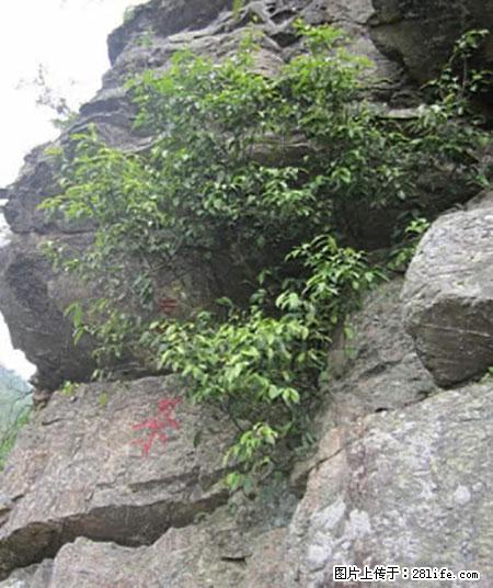 平乐石崖茶，珍贵仅次于金花茶 - 北海生活资讯 - 北海28生活网 bh.28life.net