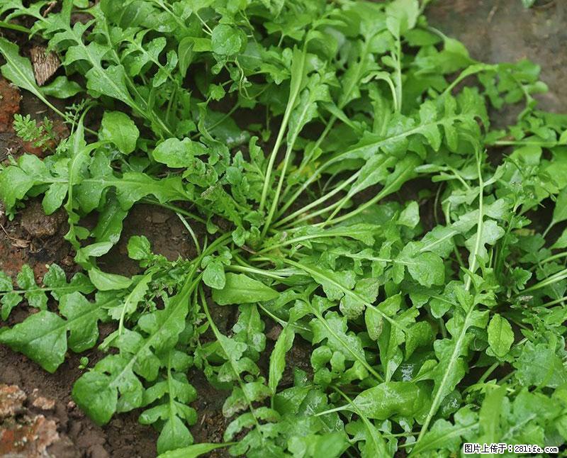 这些蔬菜是“天然钙片”，这6种被医生重点推荐 - 北海生活资讯 - 北海28生活网 bh.28life.net