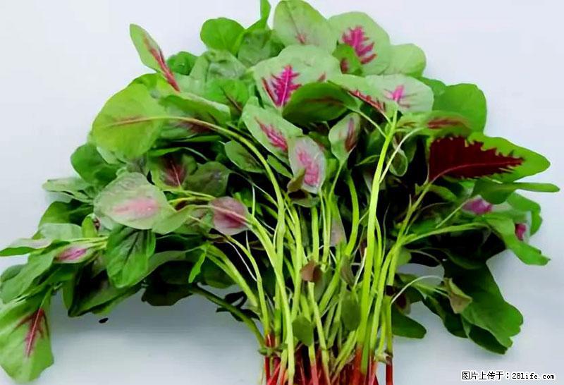 这些蔬菜是“天然钙片”，这6种被医生重点推荐 - 北海生活资讯 - 北海28生活网 bh.28life.net