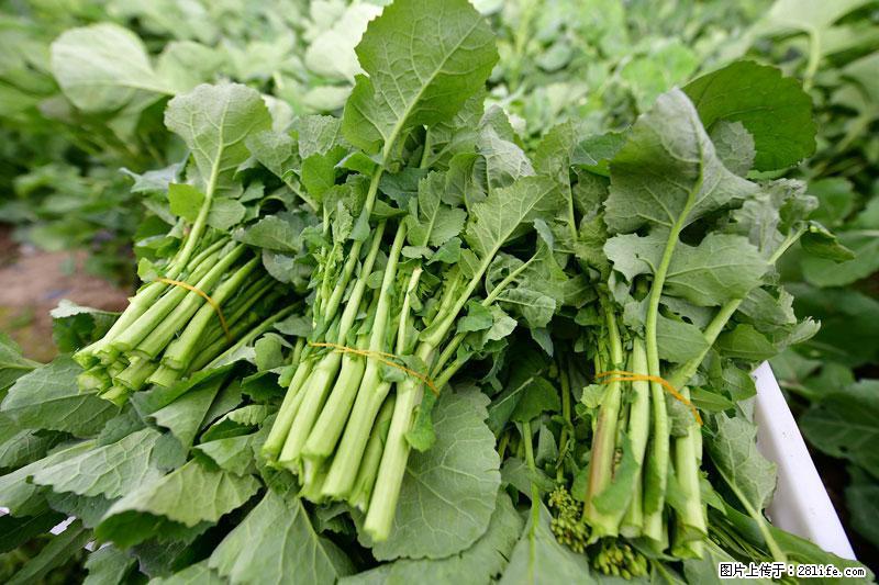 这些蔬菜是“天然钙片”，这6种被医生重点推荐 - 北海生活资讯 - 北海28生活网 bh.28life.net